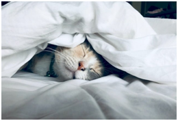Cat sleeping in a blanket